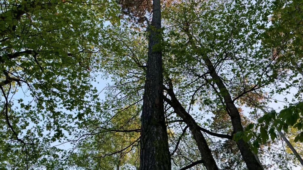 tree health woodinville