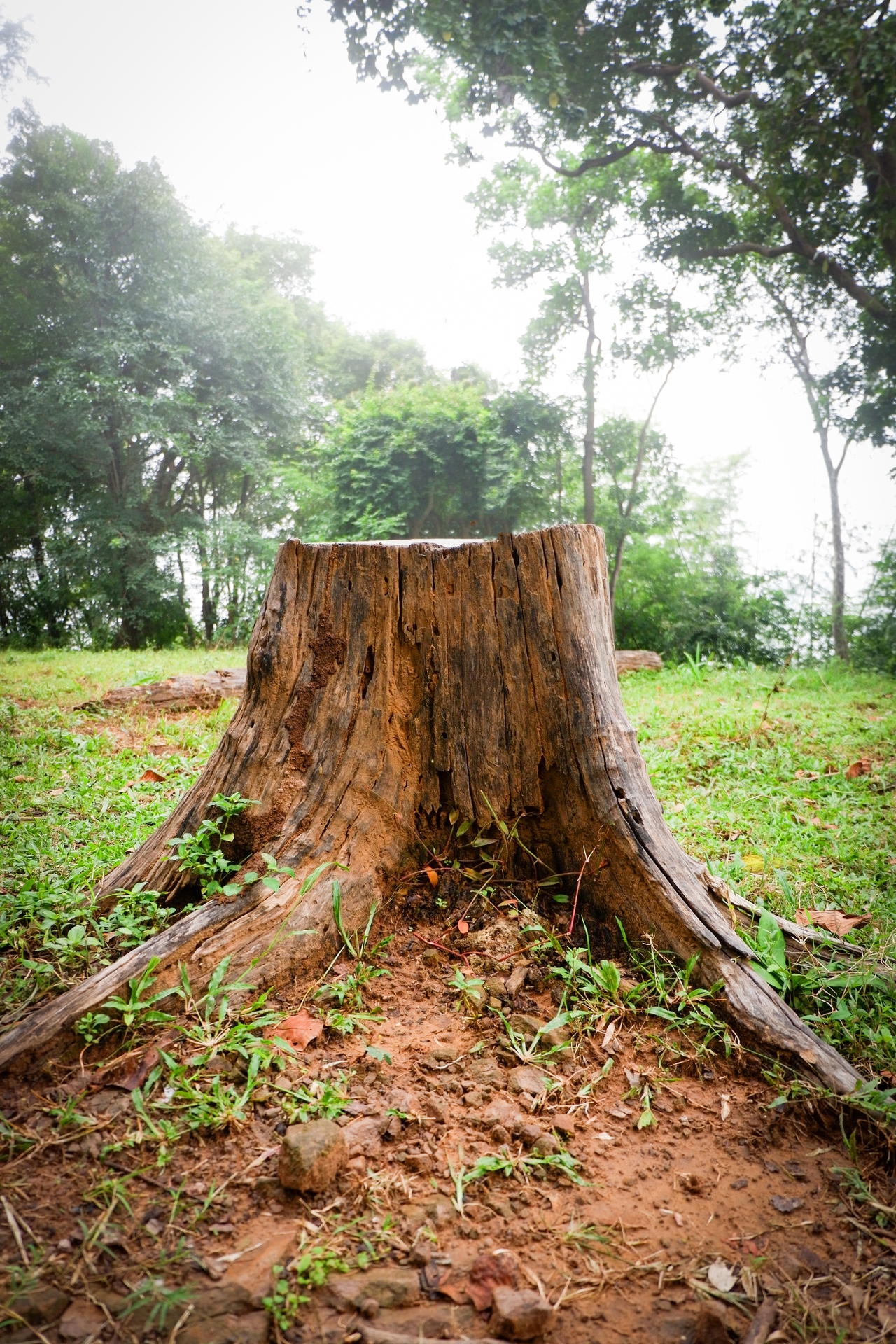 Old stump on green grass in the graden with tree background
