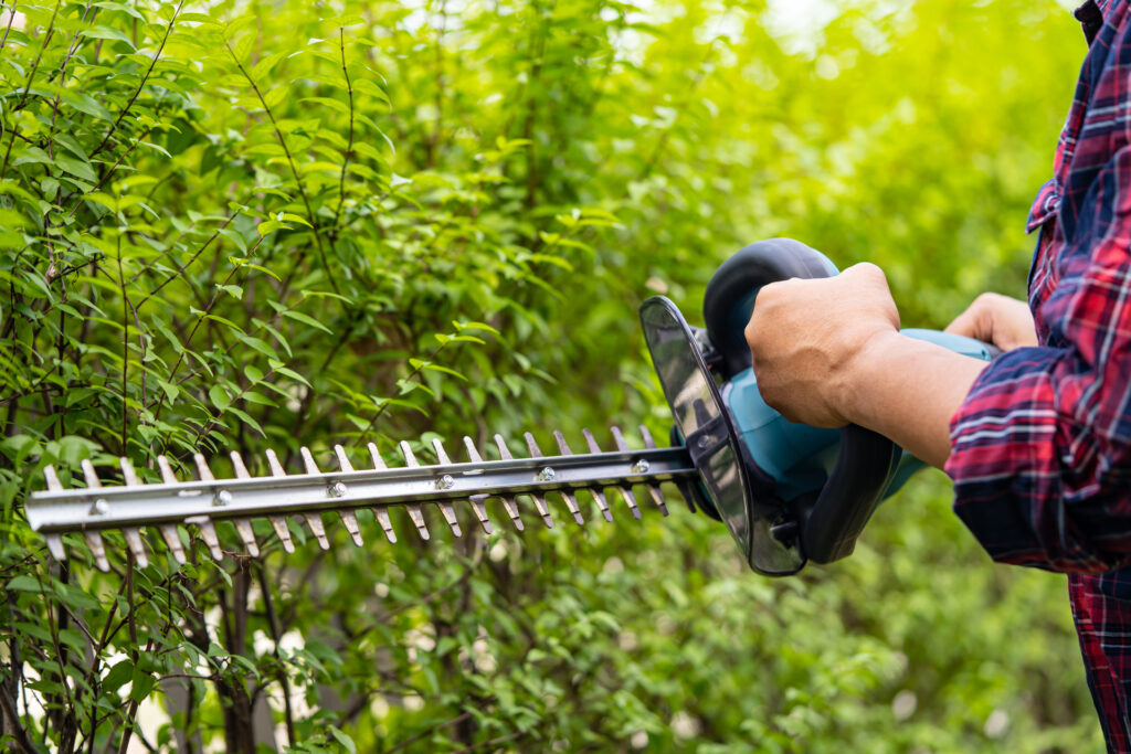 Gardener holding electric hedge trimmer to cut the treetop in ga