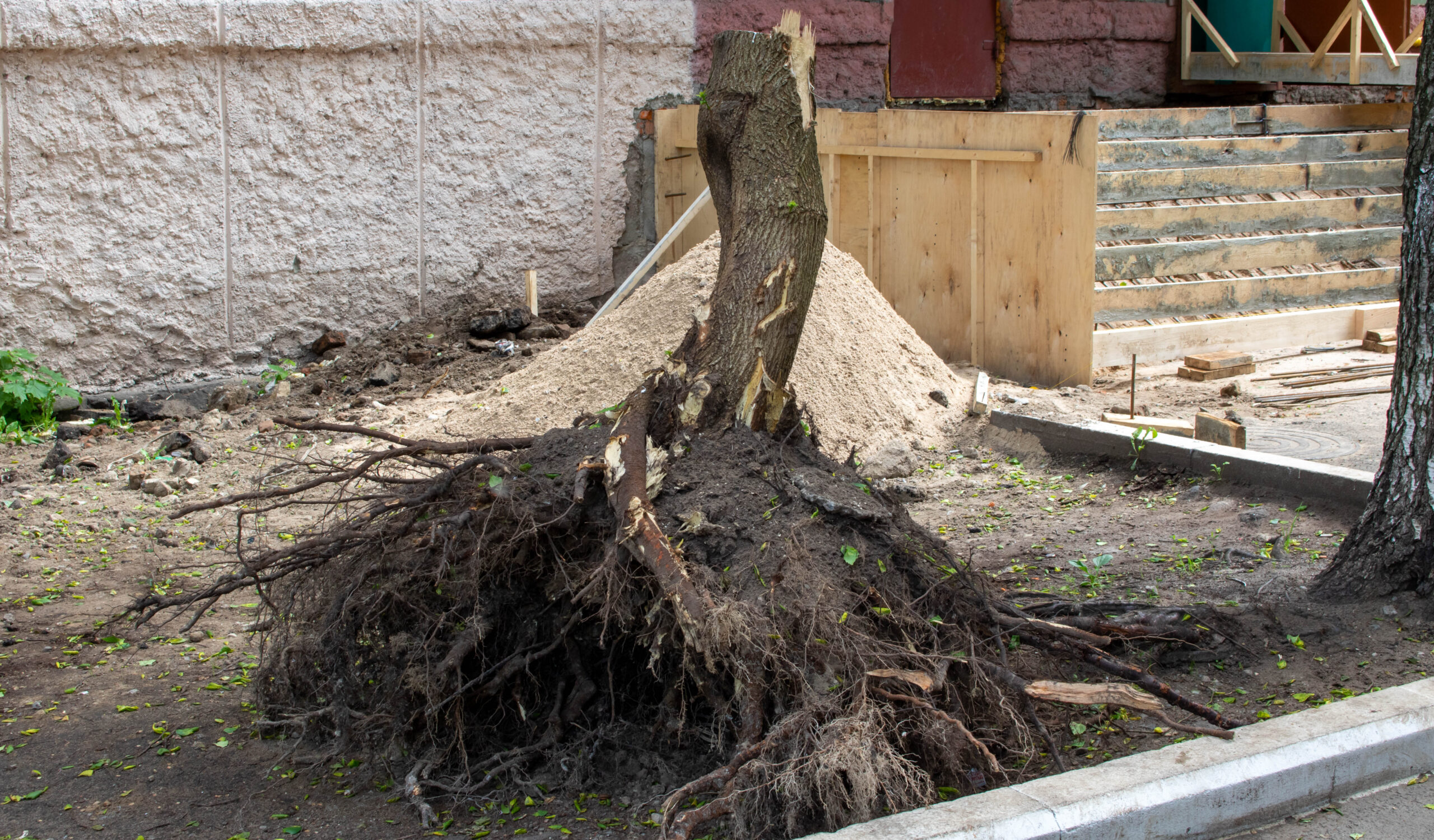 Poplar stump and tree trunk and roots on the ground, after removing the trees