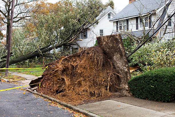 emergency tree services woodinville