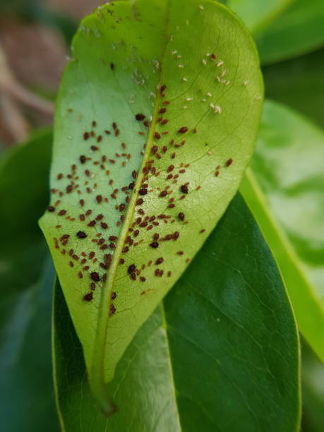 tree health woodinville