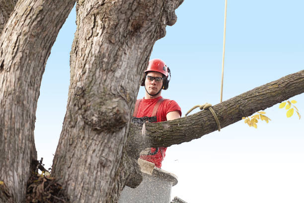 tree removal woodinville