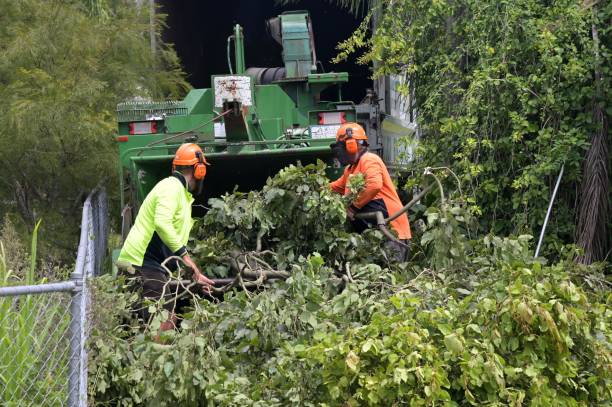 cambridge tree care pros.jpg