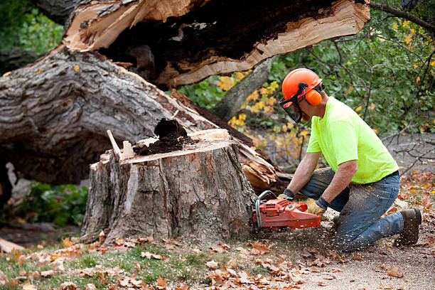 cambridge tree care pros cambridge ma