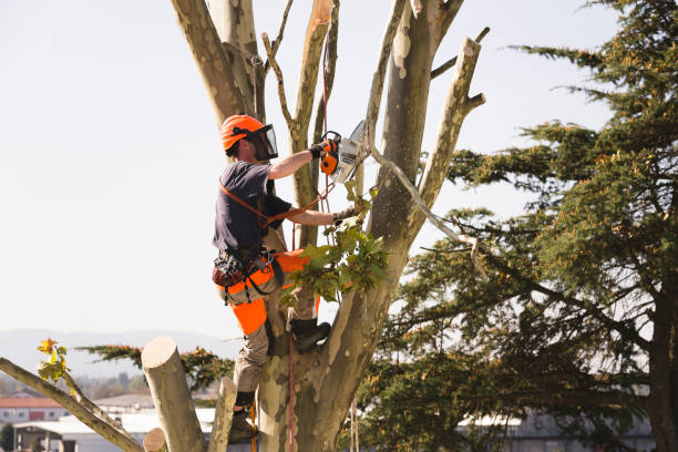 commercial tree service cambridge ma