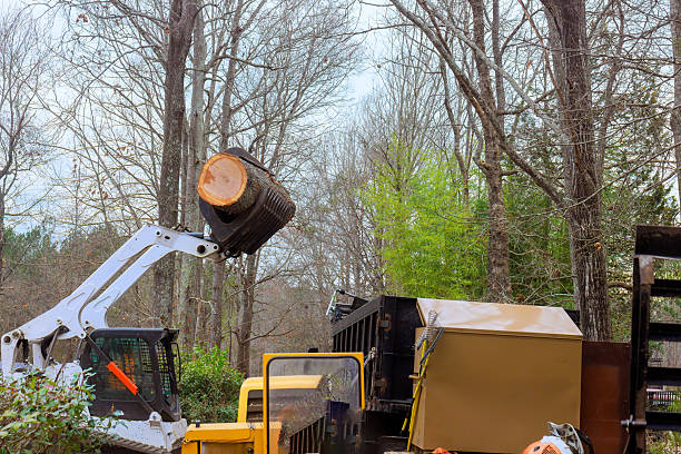 commercial tree service cambridge ma