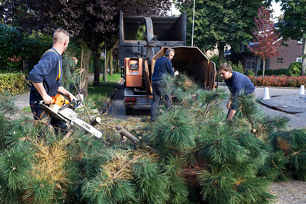 commercial tree service cambridge ma
