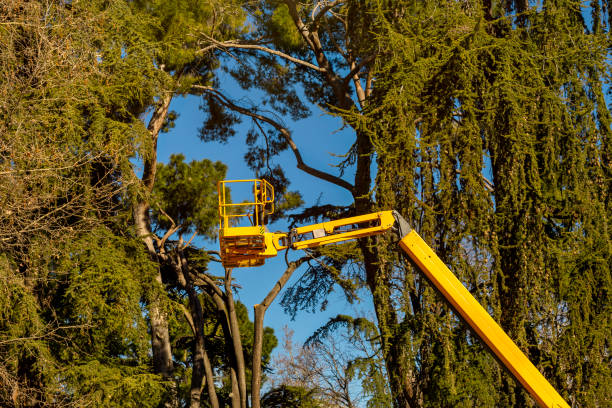 commercial tree service cambridge ma