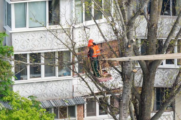 commercial tree service cambridge ma