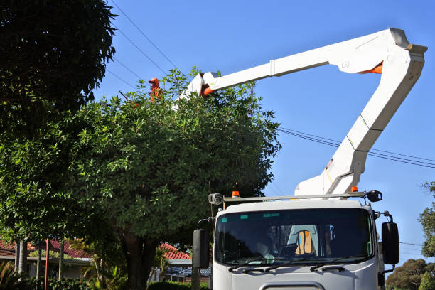 commercial tree service cambridge ma