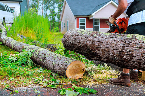 emergency tree service cambridge ma