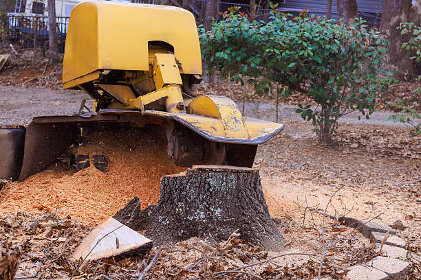 stump grinding cambridge ma