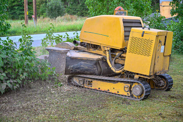 stump grinding cambridge ma