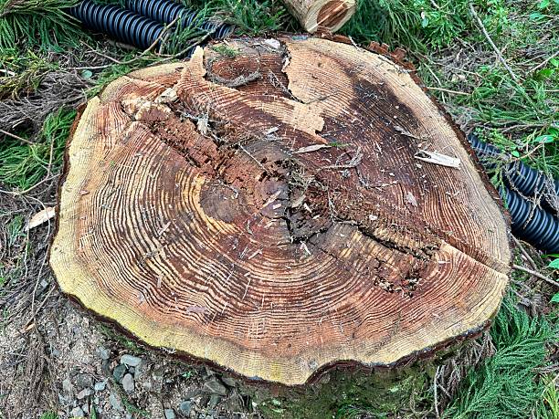 stump grinding cambridge ma