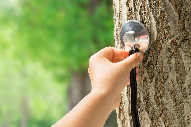 tree health cambridge ma