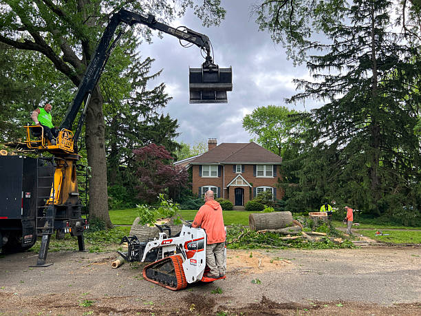 tree removal cambridge ma