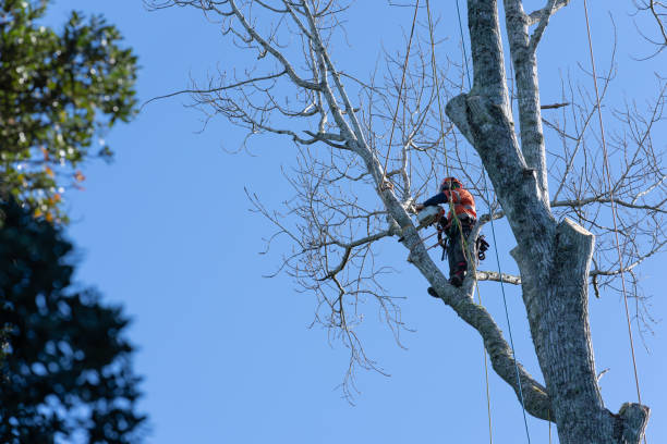 tree trimming cambridge ma