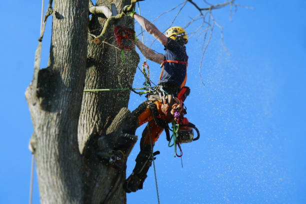 tree trimming cambridge ma