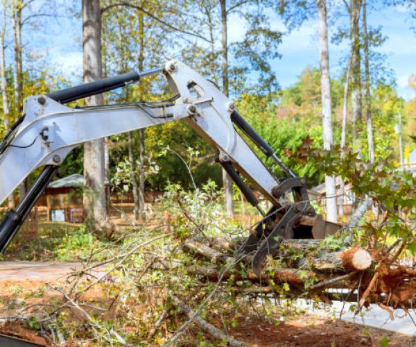 commercial tree removal cambridge ma