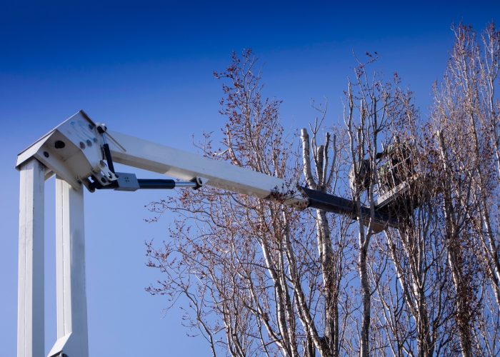 commercial tree service woodinville