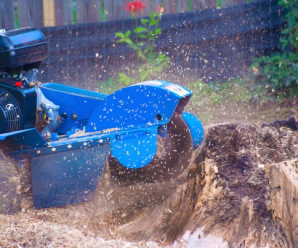 stump removal cambridge ma