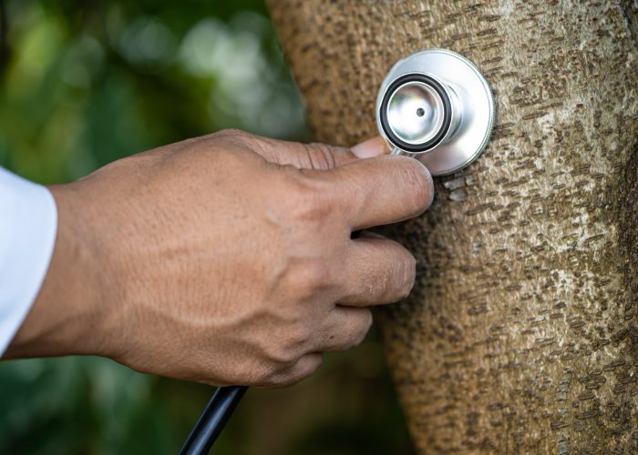 tree health woodinville