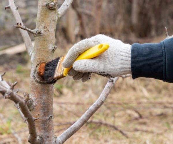 tree health cambridge ma