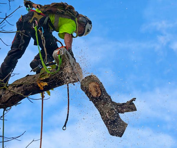 tree removal cambridge ma